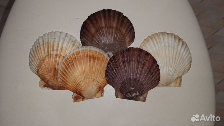 Ракушка (раковина) морского гребешка