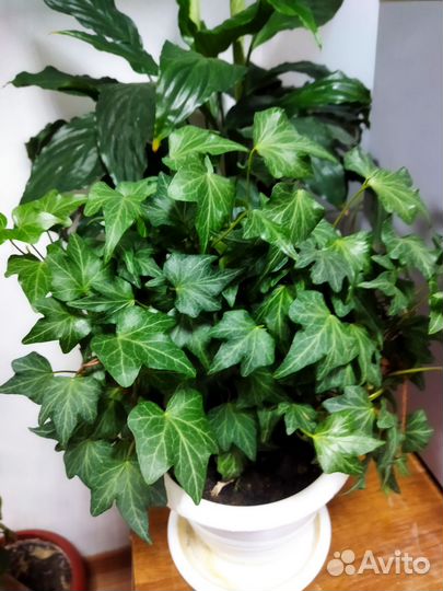 Комнатные цветы