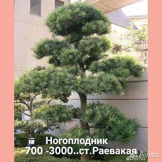 Криптомерия,ногоплодник,кипарис,тис,питтоспорум