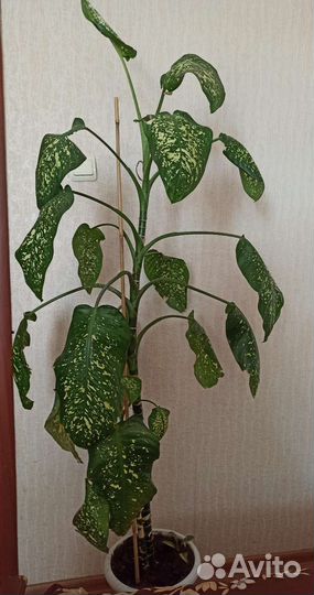 Диффенбахия