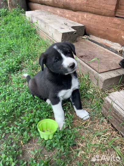 Сторожевые щенки в добрые руки