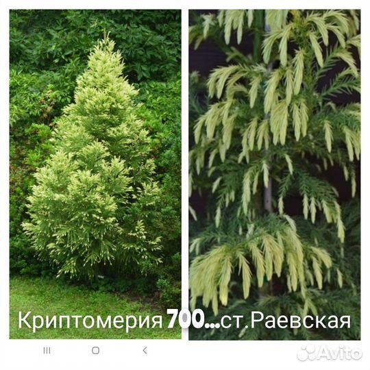 Криптомерия,ногоплодник,кипарис,тис,питтоспорум