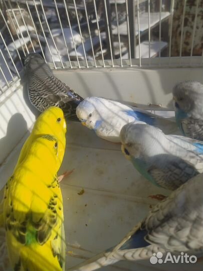 Волнистый попугай