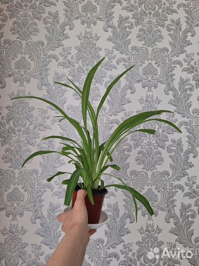 Хлорофитум