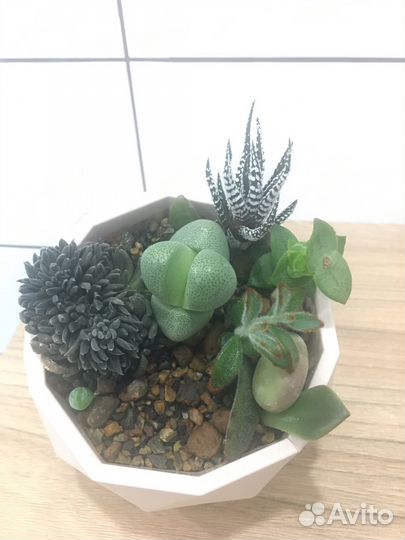 Мини садики из растений