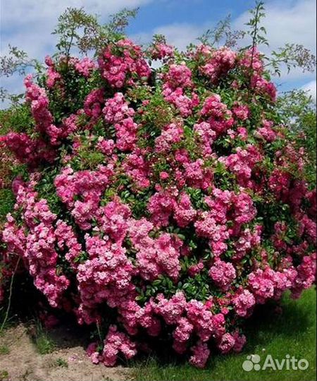 Роза плетистая