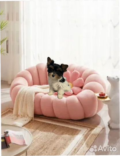 Щенки бивер йорка