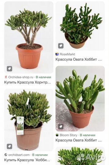 Суккуленты красула овата