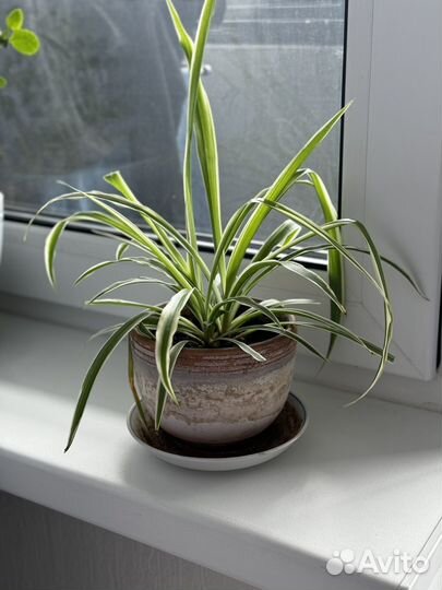 Хлорофитум