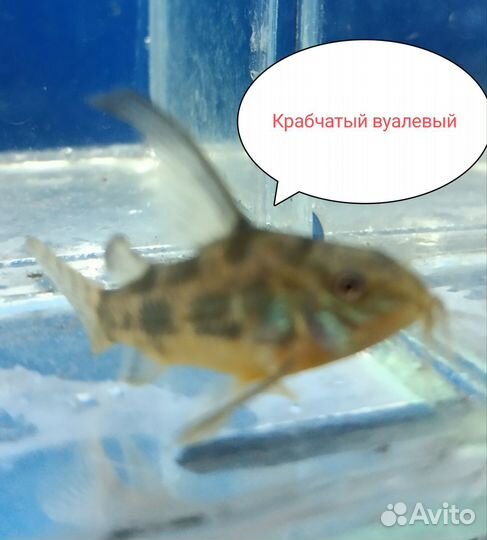 Аквариумные рыбки
