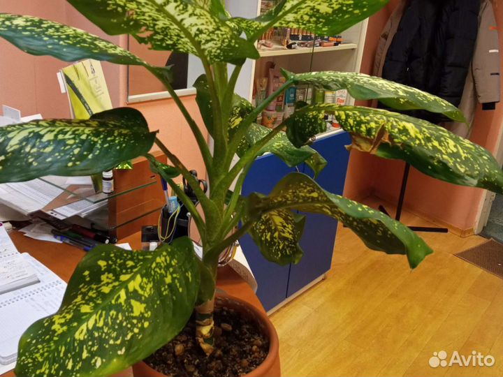 Диффенбахия