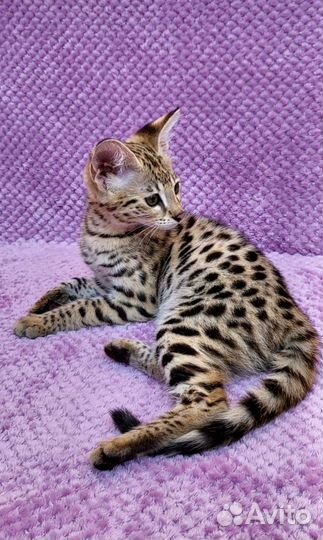 Саванна ф1 девочка