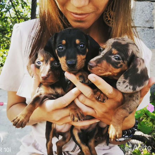 Передержка