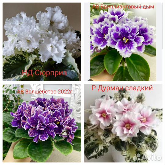 Детки сортовых фиалок