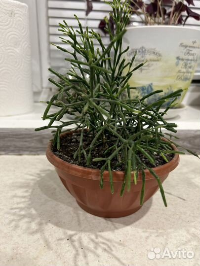 Хатиора, суккулент