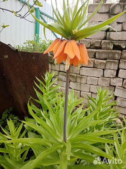 Рябчик императорский