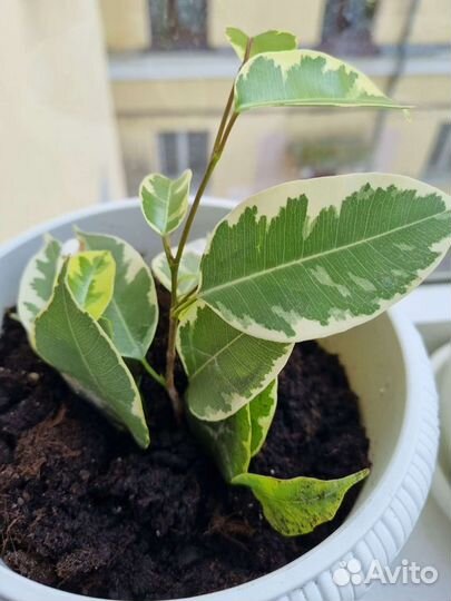 Фикус бенджамина