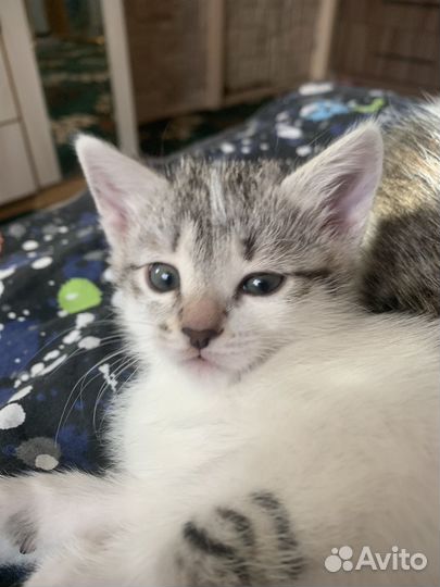 Кот в дар бесплатно