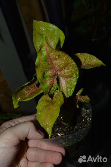 Сингониум Арон браун Aron Brown