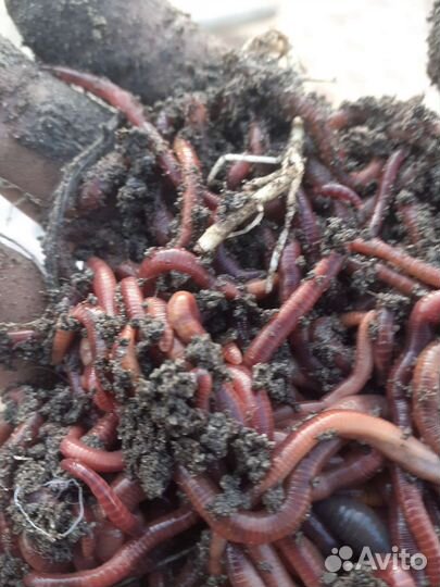 Черви красные зелёные