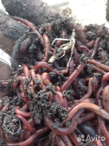 Черви красные зелёные