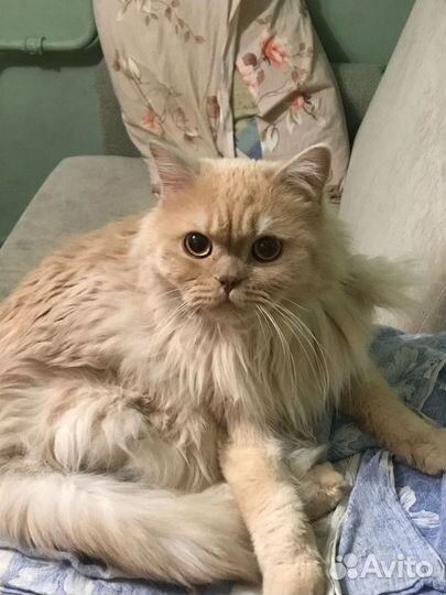 Красавчик Персик