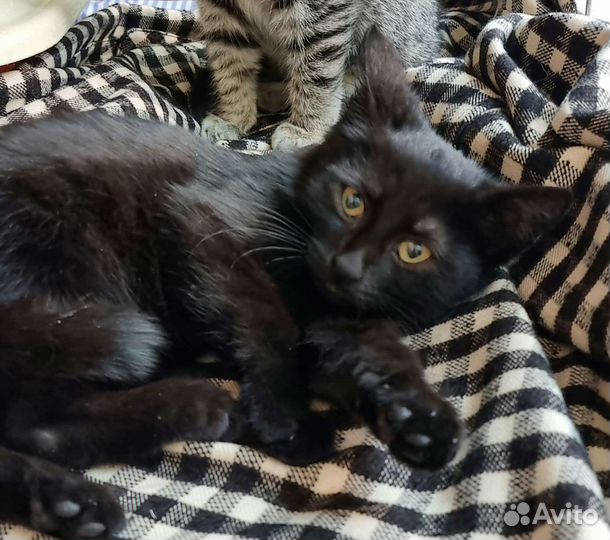 Кошка в дар бесплатно