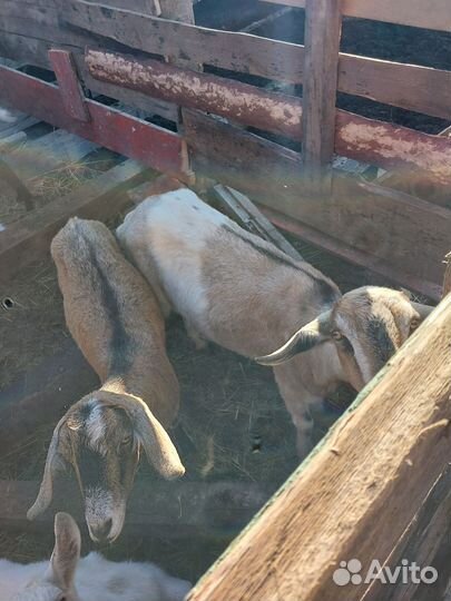 Продаётся козы