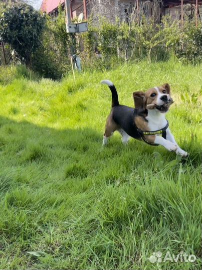 Бигль вязка