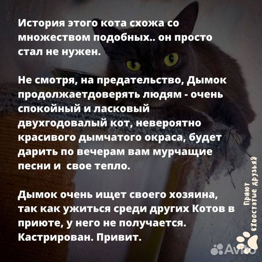 Кот в добрые руки