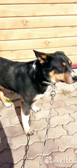 Барон 2-3 года