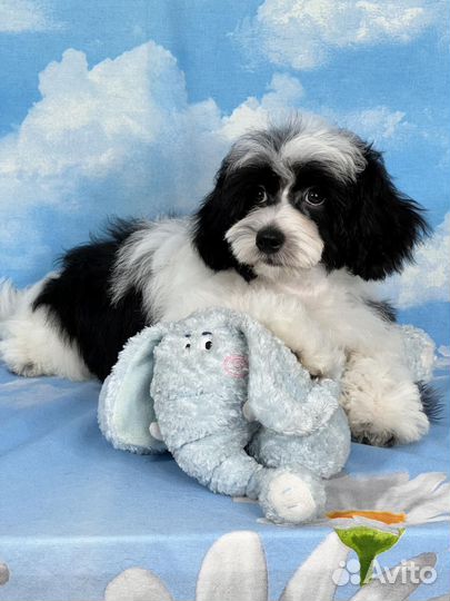 Мини пудель