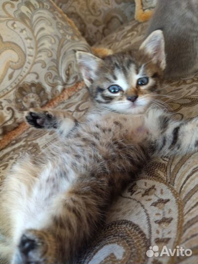 Отдадим котят в хорошие руки