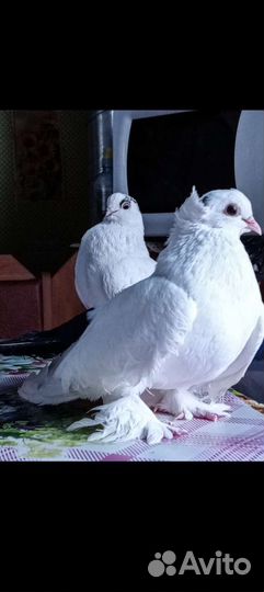 Продажа голубей