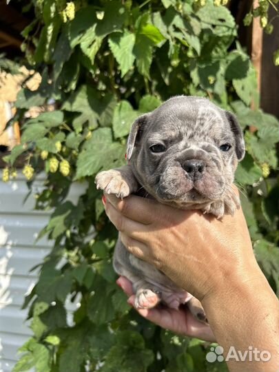 Французский бульдог малыши