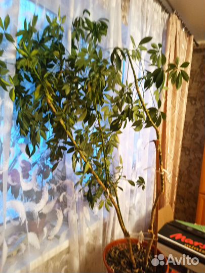 Комнатные растения большие шефлера, кливия