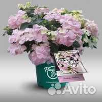 Ампельные гортензии