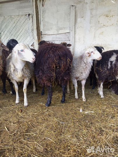 Овцы Бараны