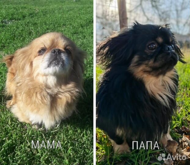 Щенки пекинеса