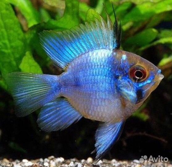 Апистограмма разных видов