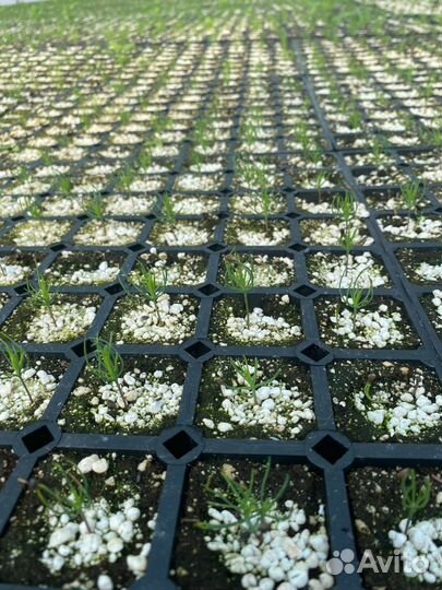 Сосна сеянцы с зкс и окс Ель Лиственница Кедр