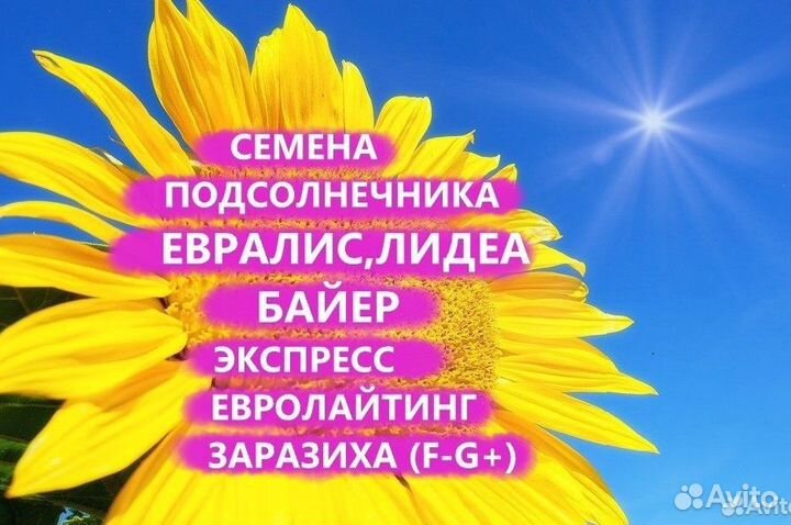 Семена подсолнечника Коссад (Сaussade), Калуга