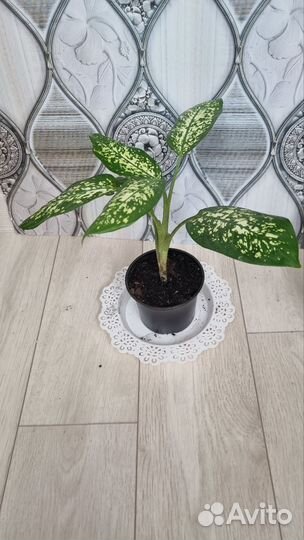 Комнатные растения цветы большие