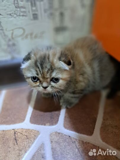 Шотландская вислоухая кошка