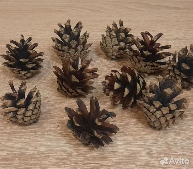 Шишки сосновые натуральные