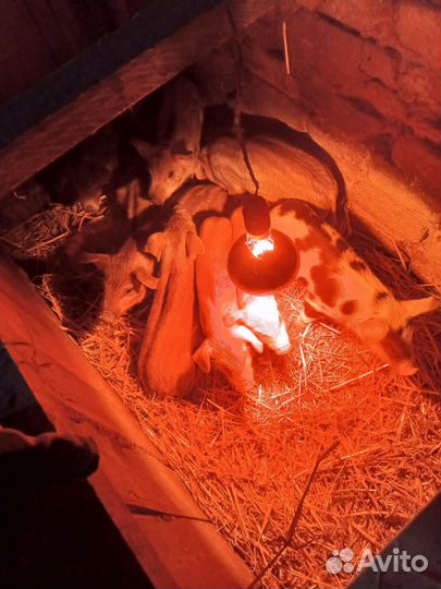 Поросята помесь дюрок и ландрас