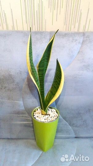 Санса цветущая пёстролистная