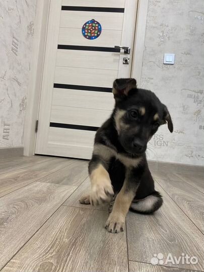 Щенок мальчик красавчик в добрые руки