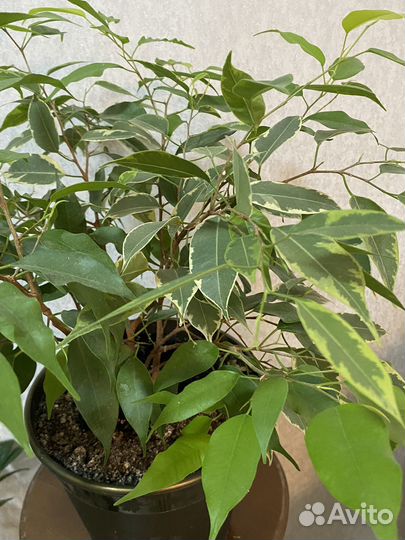 Комнатные цветы