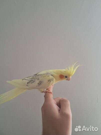 Карелла птенец